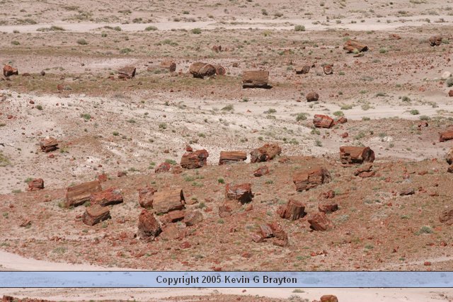 PetrifiedForest_200504_3.JPG