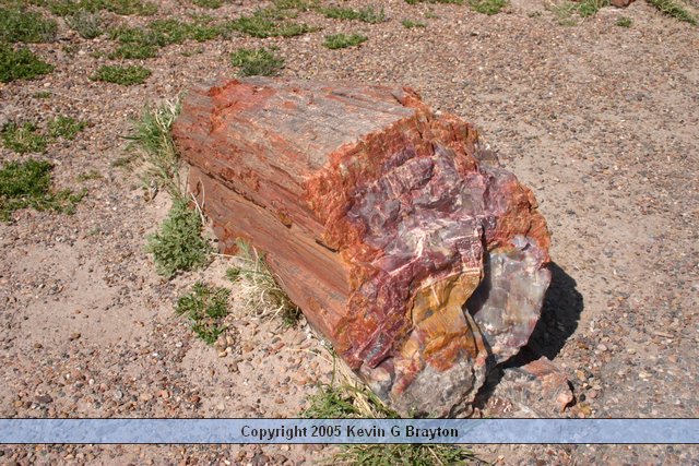 PetrifiedForest_200504_4.JPG