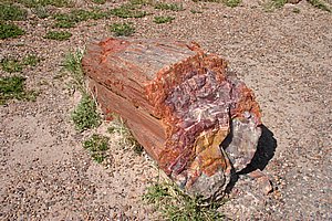 PetrifiedForest_200504_4.JPG