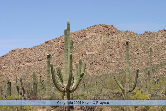 Saguaro_200504_1.JPG