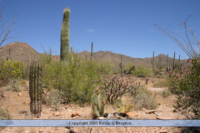 Saguaro_200504_2.JPG