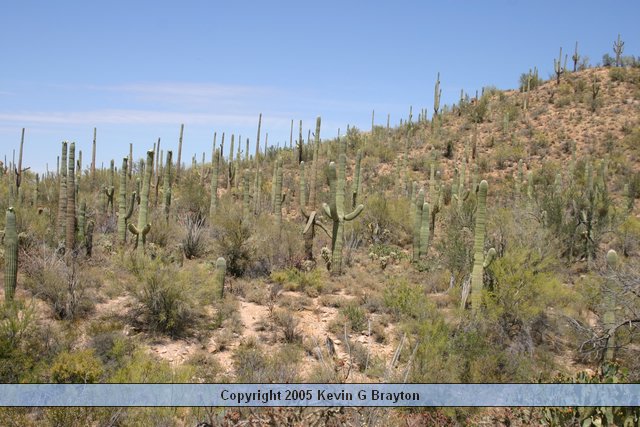 Saguaro_200504_3.JPG