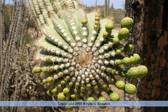 Saguaro_200504_5.JPG