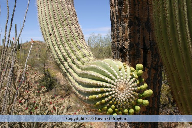 Saguaro_200504_6.JPG