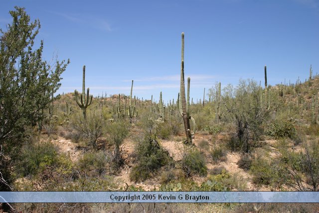 Saguaro_200504_7.JPG