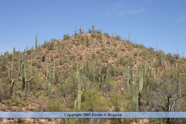 Saguaro_200504_8.JPG