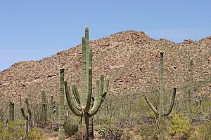 Saguaro_200504_1.JPG