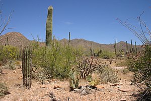 Saguaro_200504_2.JPG