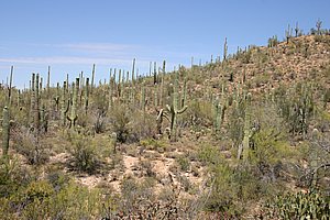 Saguaro_200504_3.JPG