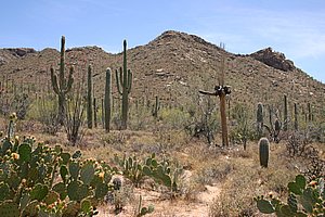 Saguaro_200504_4.JPG