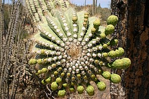 Saguaro_200504_5.JPG