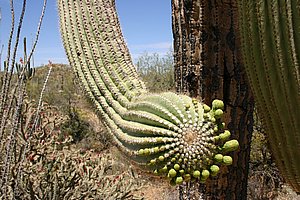 Saguaro_200504_6.JPG