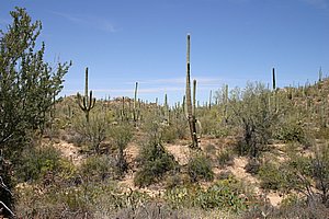 Saguaro_200504_7.JPG