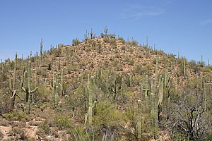 Saguaro_200504_8.JPG