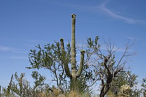Saguaro_200504_9.JPG