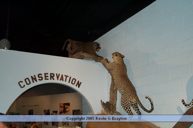 WildlifeMuseum_200504_05.JPG