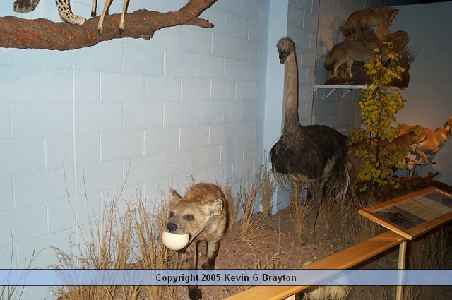 WildlifeMuseum_200504_06.JPG