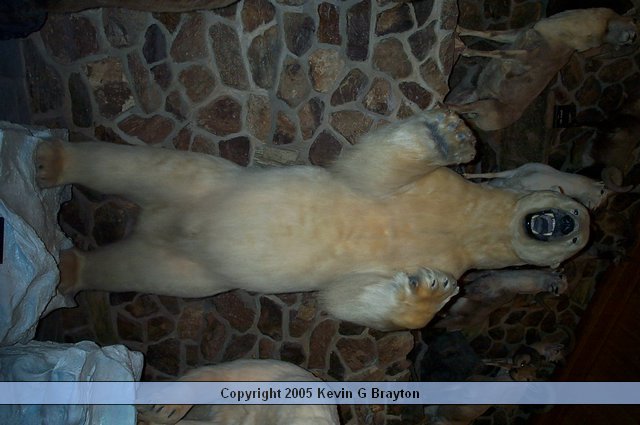 WildlifeMuseum_200504_15.JPG