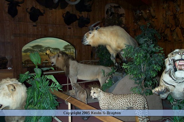 WildlifeMuseum_200504_19.JPG