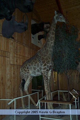 WildlifeMuseum_200504_23.JPG