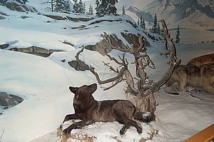 WildlifeMuseum_200504_01.JPG