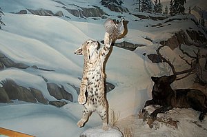 WildlifeMuseum_200504_02.JPG