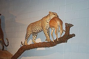WildlifeMuseum_200504_03.JPG