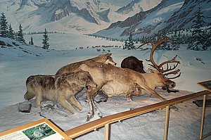 WildlifeMuseum_200504_04.JPG