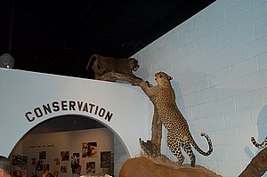WildlifeMuseum_200504_05.JPG