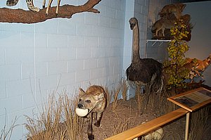 WildlifeMuseum_200504_06.JPG