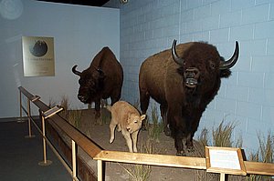 WildlifeMuseum_200504_07.JPG