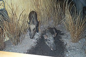 WildlifeMuseum_200504_08.JPG