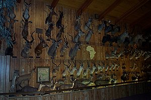WildlifeMuseum_200504_09.JPG