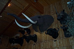 WildlifeMuseum_200504_10.JPG
