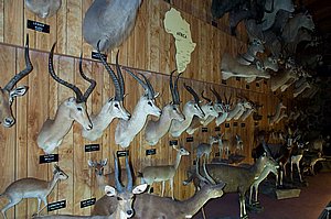 WildlifeMuseum_200504_11.JPG