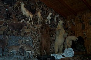 WildlifeMuseum_200504_14.JPG