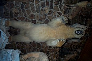 WildlifeMuseum_200504_15.JPG