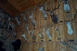 WildlifeMuseum_200504_16.JPG