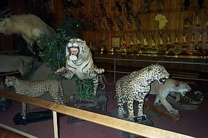 WildlifeMuseum_200504_18.JPG