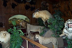 WildlifeMuseum_200504_19.JPG