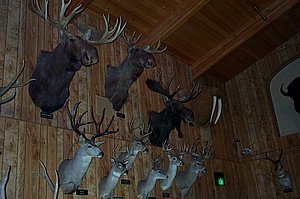 WildlifeMuseum_200504_20.JPG