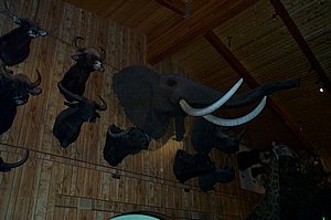 WildlifeMuseum_200504_22.JPG
