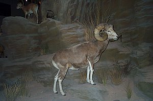 WildlifeMuseum_200504_25.JPG