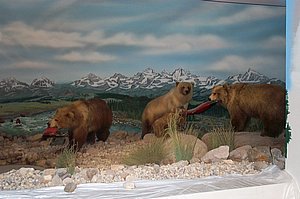 WildlifeMuseum_200504_27.JPG