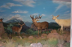 WildlifeMuseum_200504_28.JPG